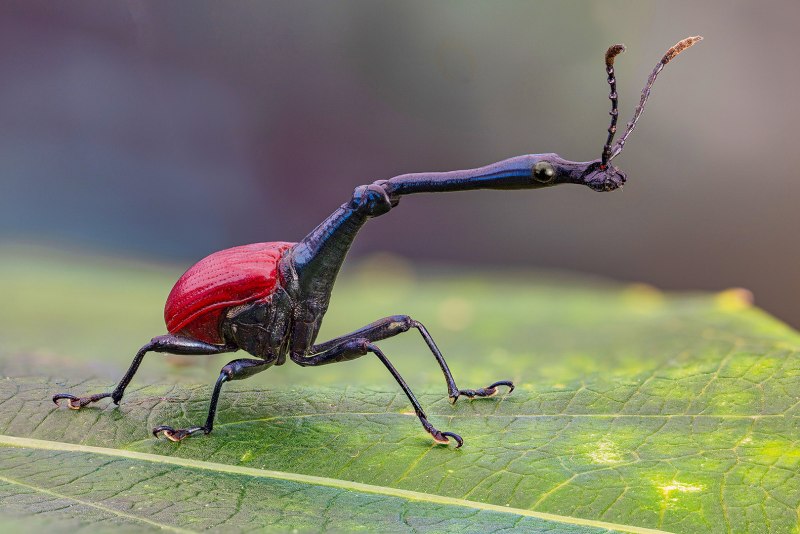 Жук Trachelophorus Giraffa