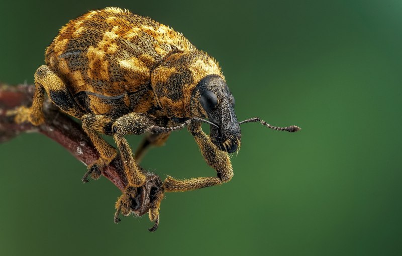 Pyrops SP.