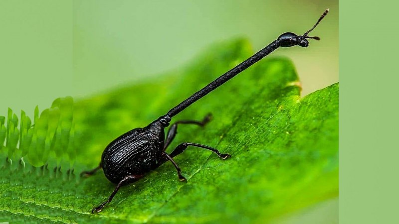Жук Trachelophorus Giraffa