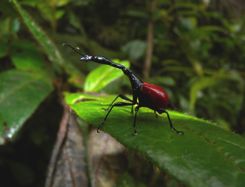 Жук Trachelophorus Giraffa