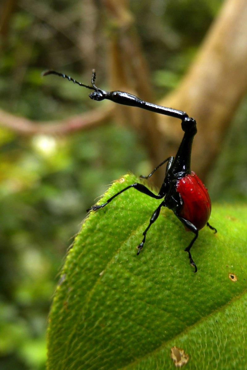 Жук Trachelophorus Giraffa