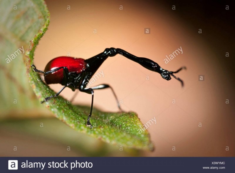 Giraffe Weevil