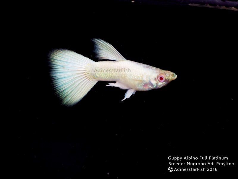 Гуппи Albino Platinum Full