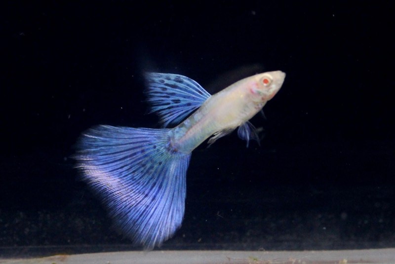 Гуппи Albino Blue