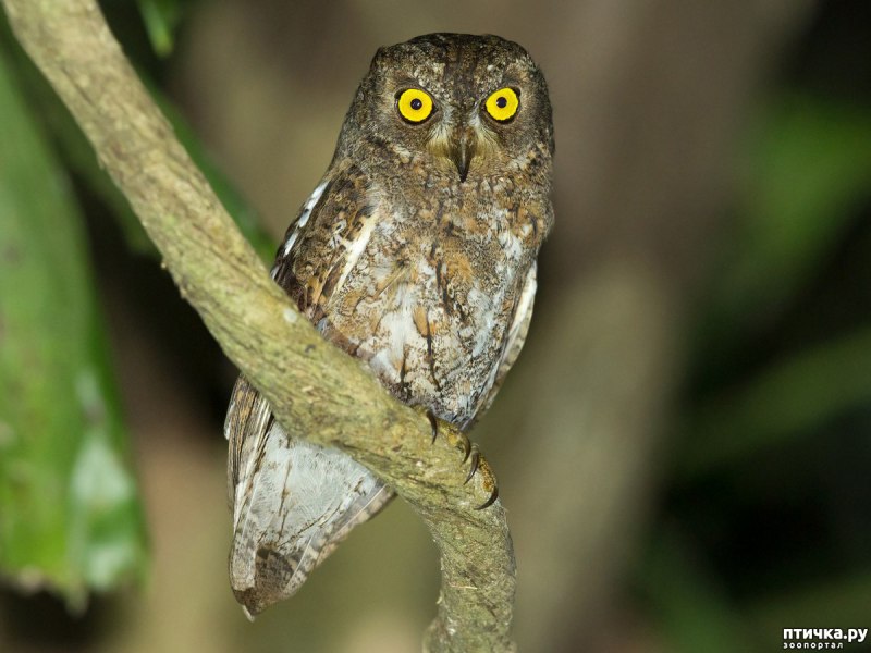Otus manatlyk kalonkajbir