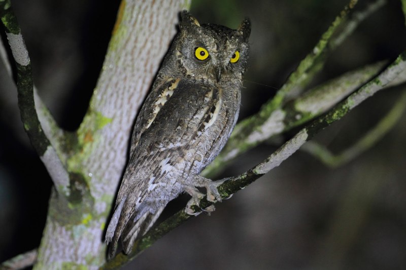 Otus mindorensis