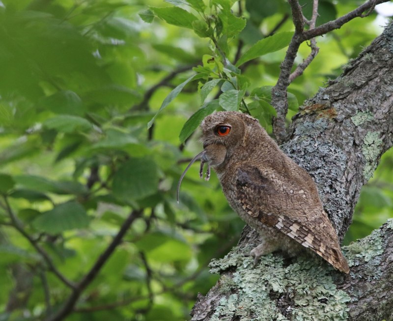 Ошейниковая совка (Otus bakkamoena)