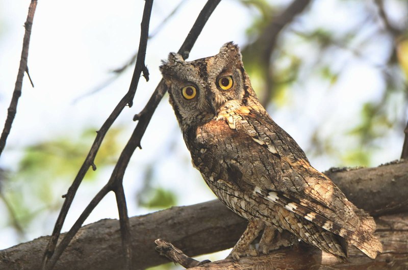Сплюшка Otus SCOPS