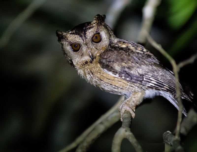 Otus bakkamoena