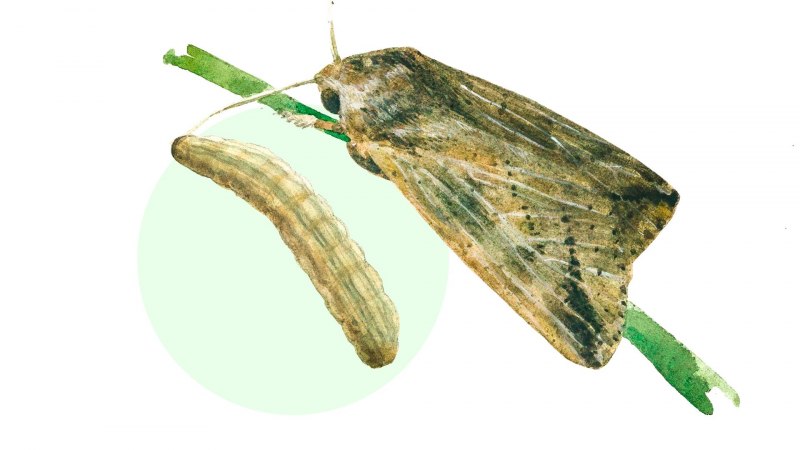 Луговая совка