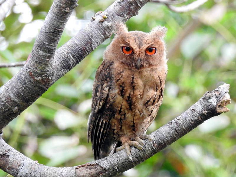 Otus semitorques