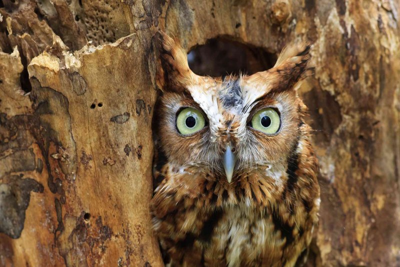 Сплюшка Otus SCOPS