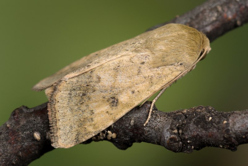Сплюшка Otus SCOPS