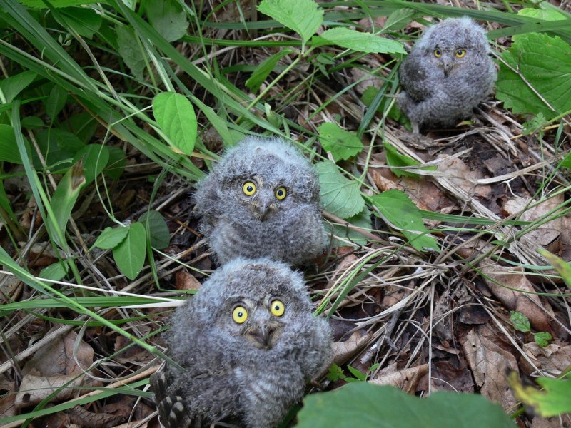 Восточная совка (Otus sunia)