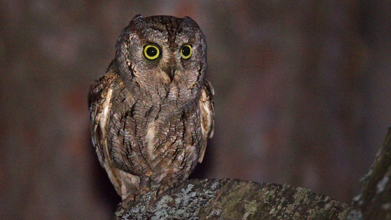 Otus megalotis