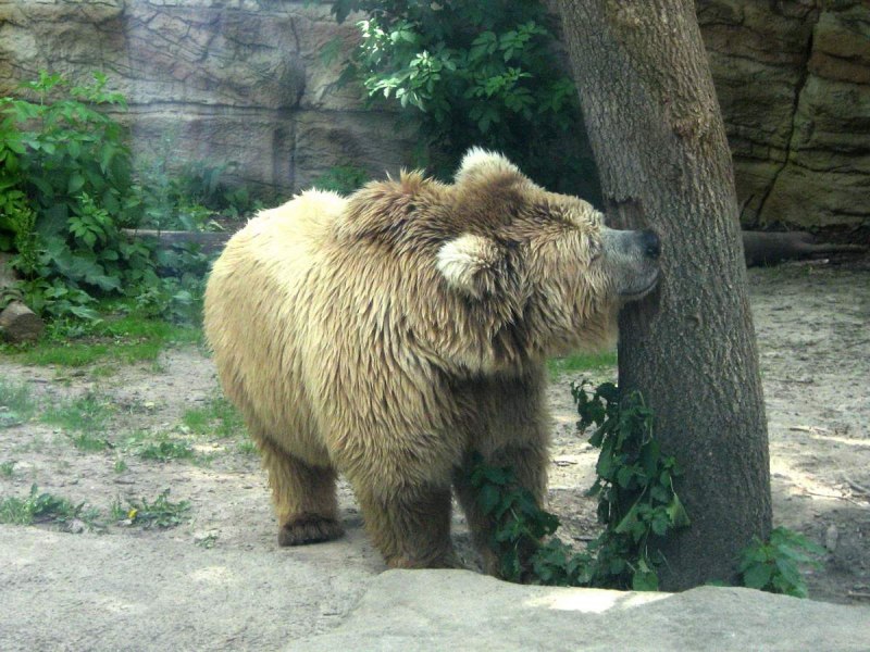 Мтянь Шанский бурый медведт