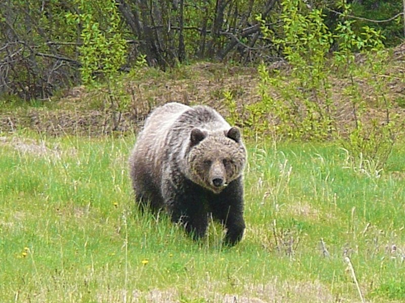 Медведь Пестун медвежата