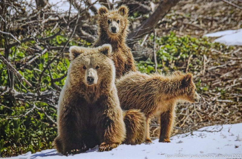 Животные весной