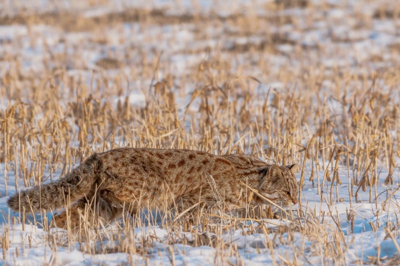 Кот дикий Лесной камышовый Амурский