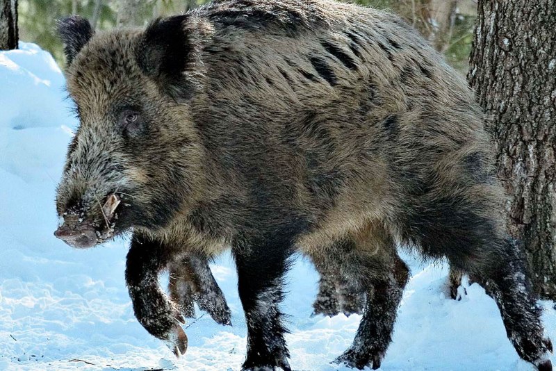 Дикий кабан секач Вепрь