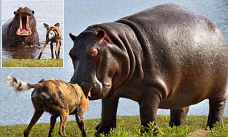 Бегемот Hippo 7200