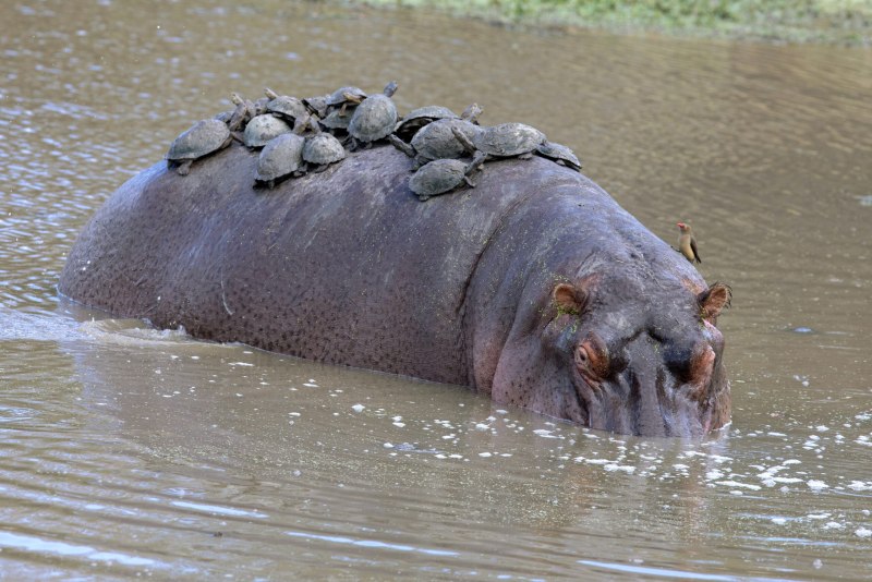 Самое сильное животное в воде