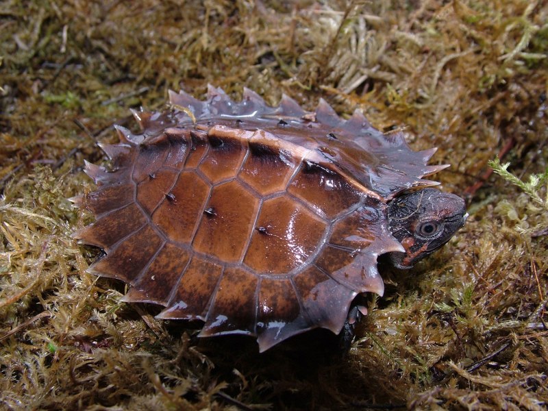 Колючая черепаха (71 фото)