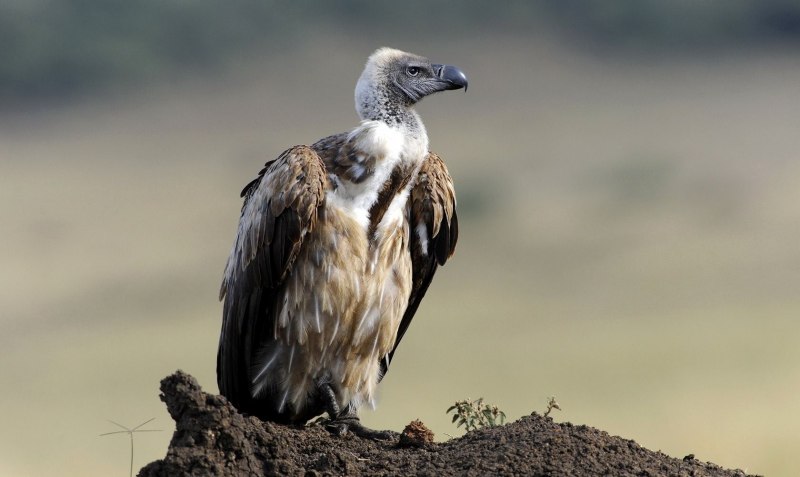 Gyps rueppellii