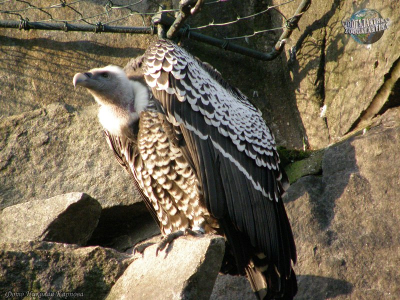 Gyps rueppellii