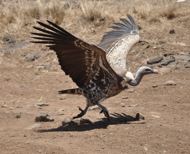 Gyps rueppellii