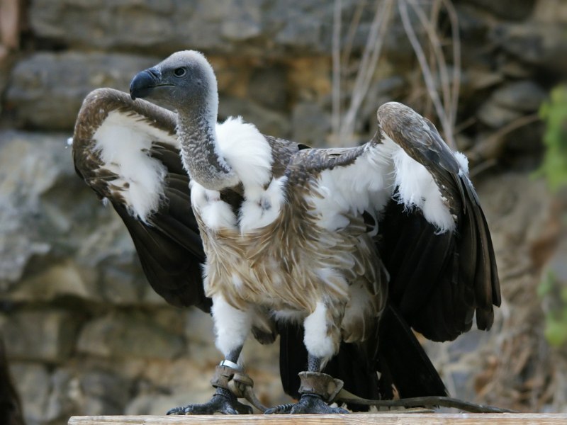 Gyps rueppellii