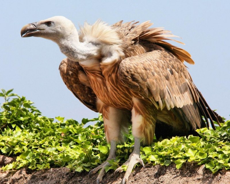 Ruppell's Vulture