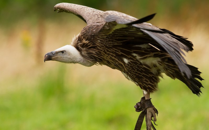 Gyps bengalensis