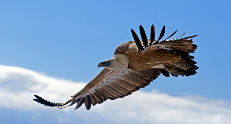 V is for Vulture