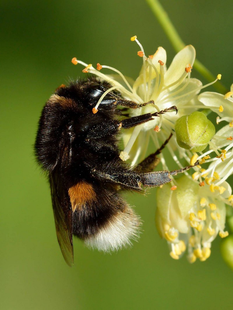 Bombus terrestris (Linnaeus, 1758)