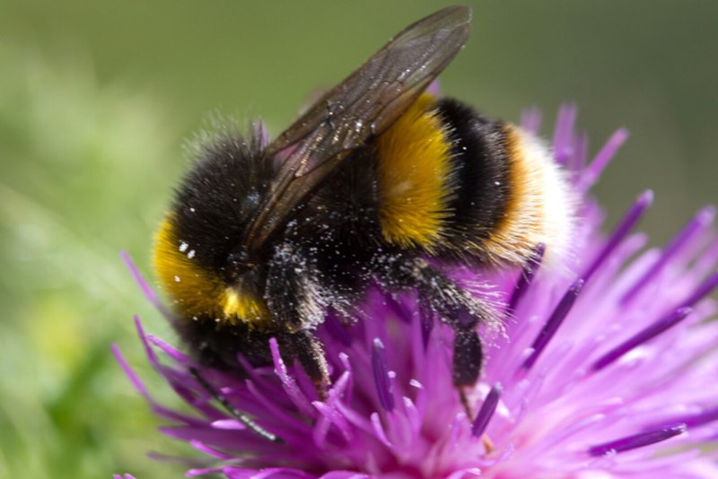 Степной Шмель Bombus fragrans
