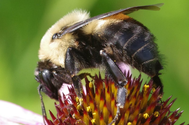 Bombus vetustus