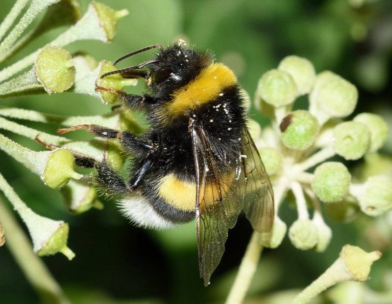 Шмель Земляной Bombus terrestris