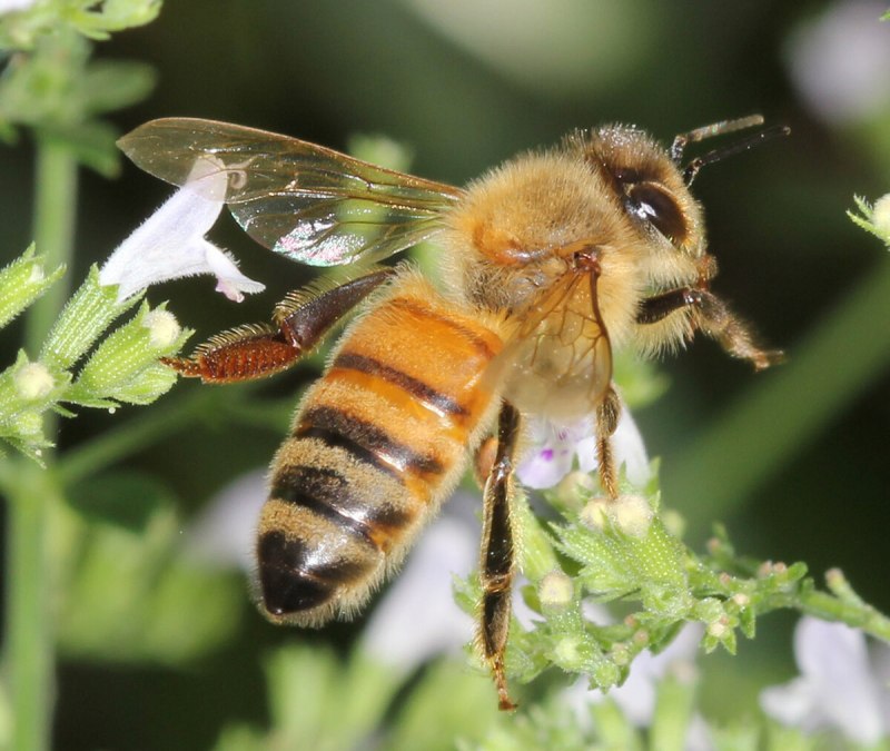 Bombus Bombus Шмель