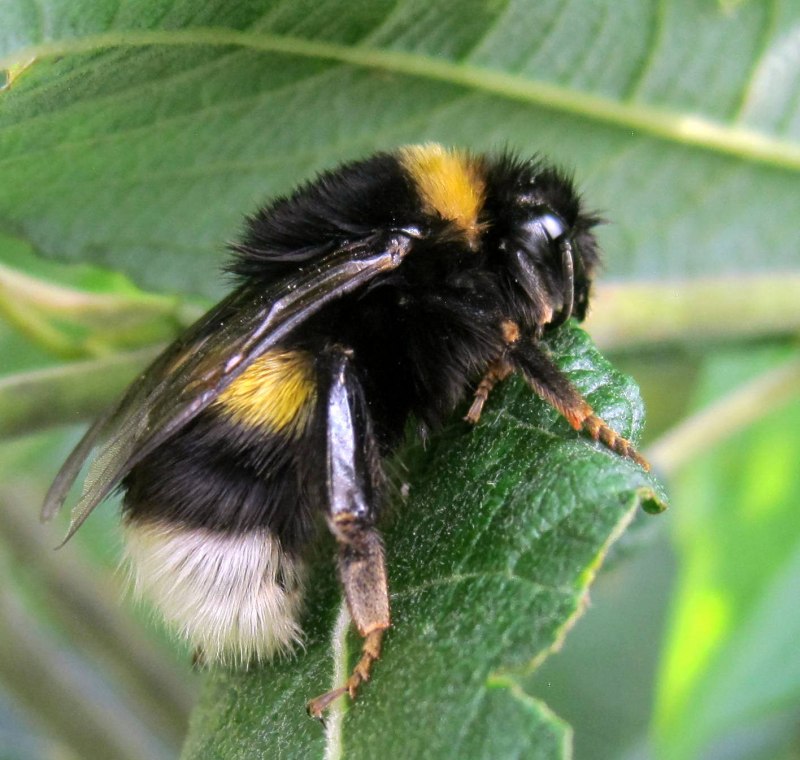 Шмель Земляной Bombus terrestris