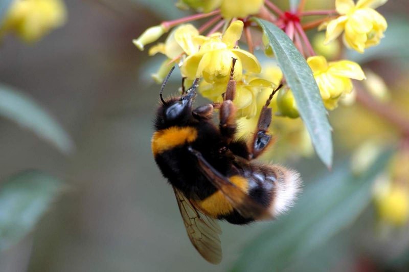 Шмель Земляной Bombus terrestris