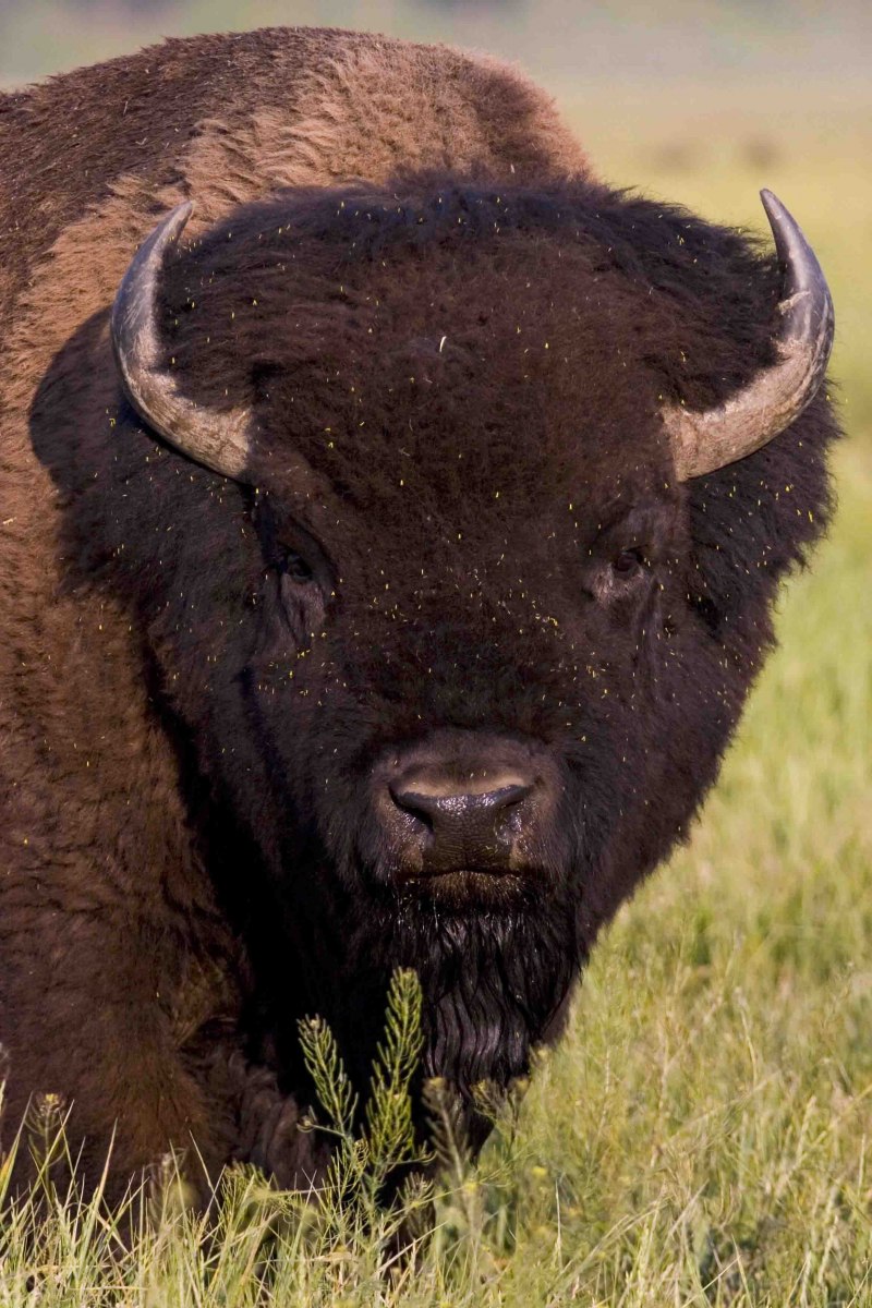 Buffalo Buffalo Buffalo Buffalo Buffalo