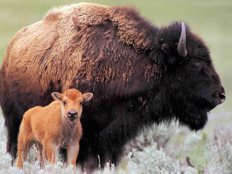 Бизон (Bison Bison)