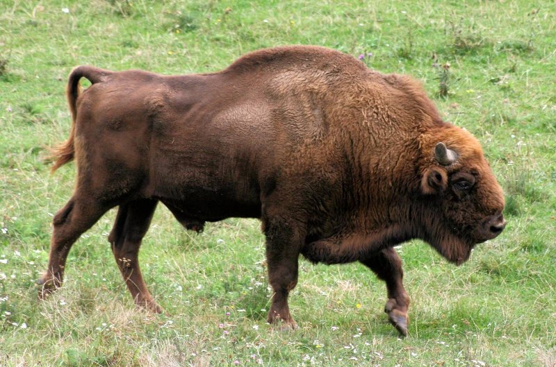 Бизоны в Северной Америке