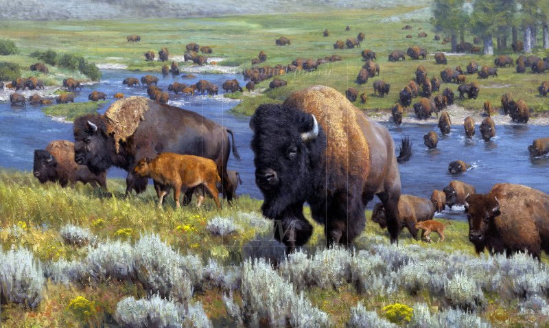 Бизон (Bison Bison)