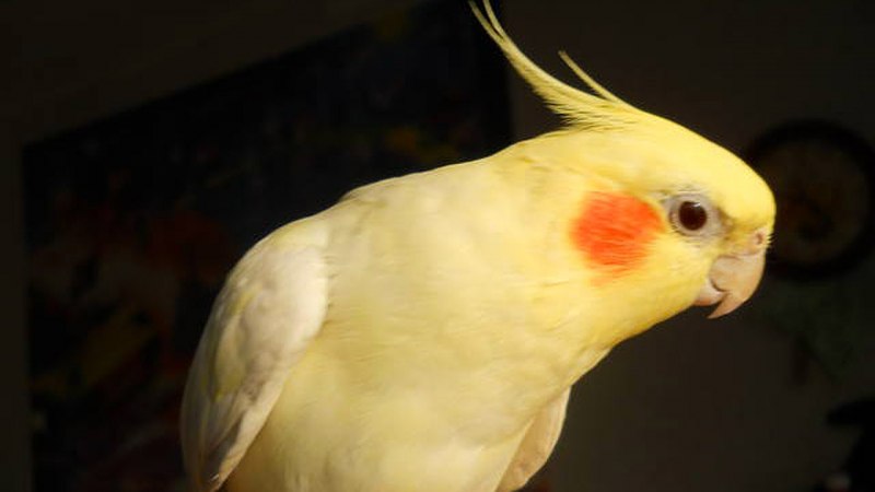 Желтый попугай с красными щеками (66 фото)