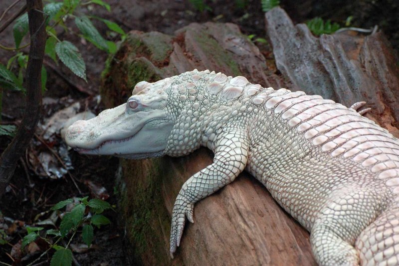 Белый крокодил животное (60 фото)