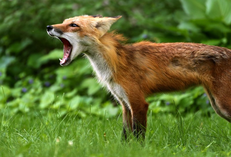 Fox лиса