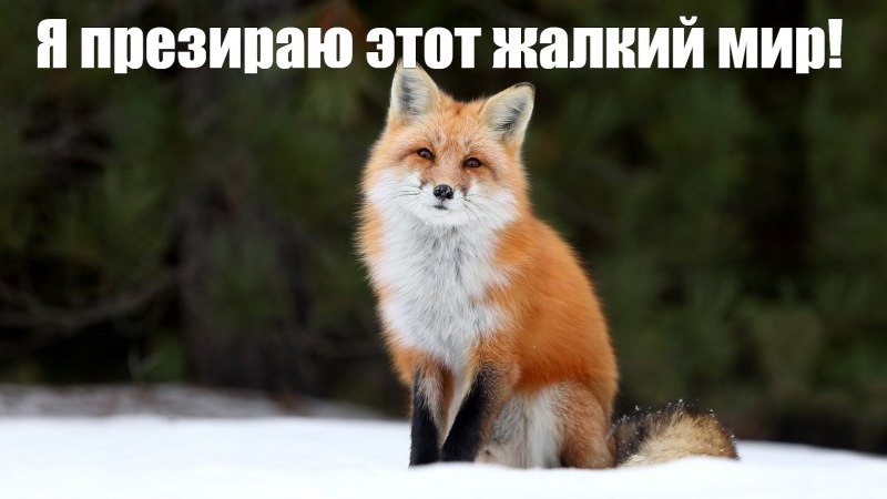 Недовольная лиса