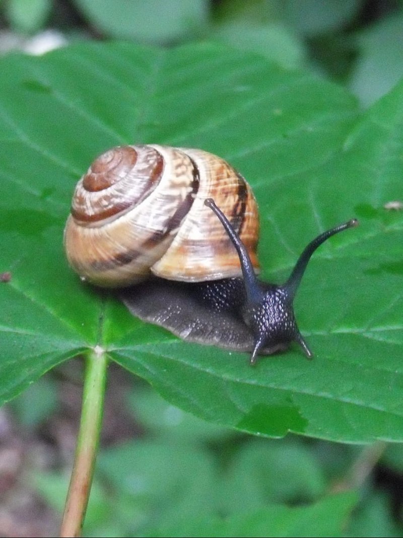 Улитка Priotrohatella stellata